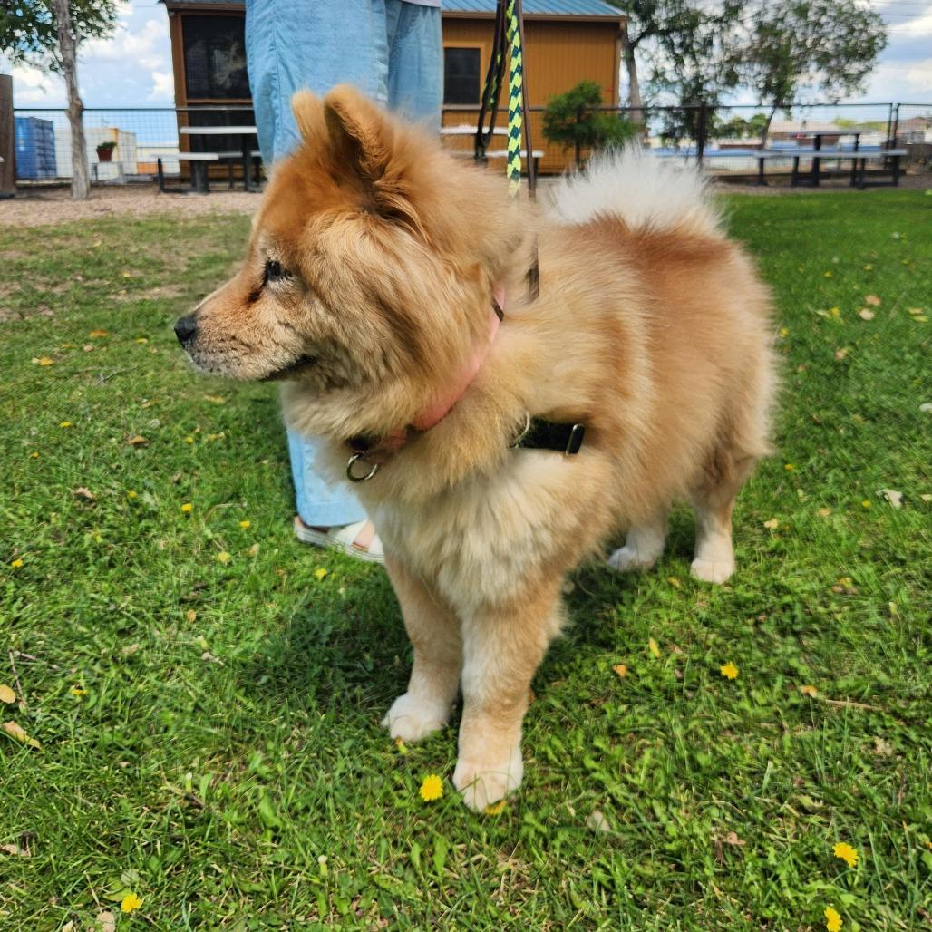 Enlarge Kylie, a Adoptable Chow Chow in Prescott, AZ image 3/5