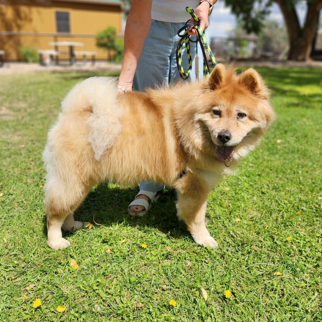 Enlarge Kylie, a Adoptable Chow Chow in Prescott, AZ image 4/5