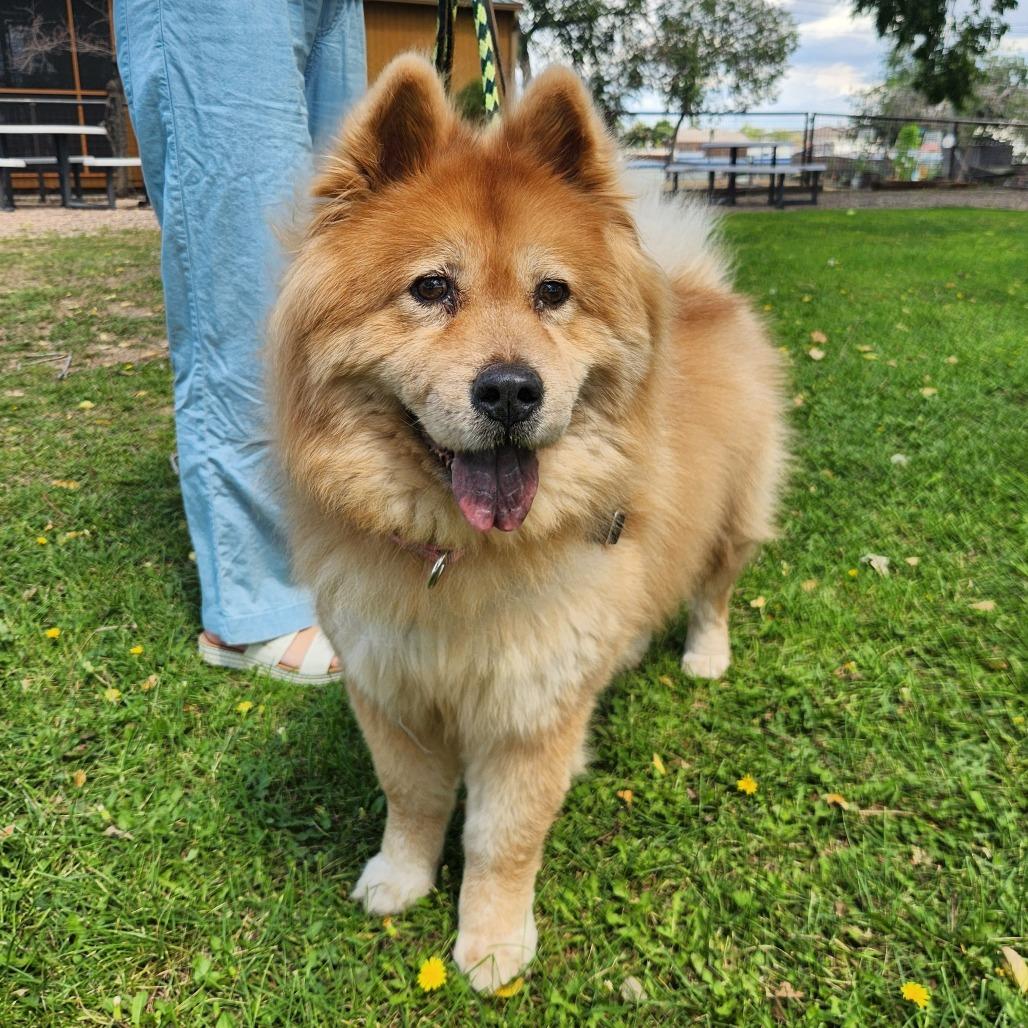 Enlarge Kylie, a Adoptable Chow Chow in Prescott, AZ image 5/5