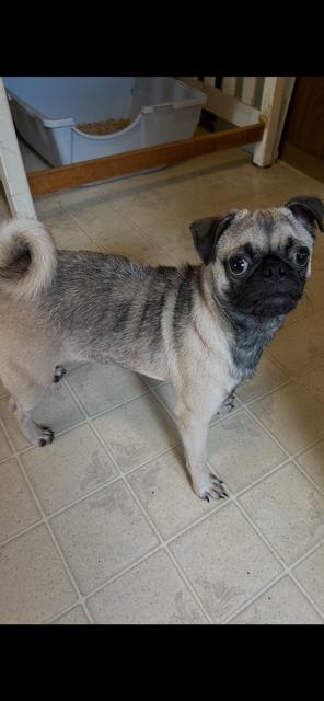 Enlarge Bella, an adopted Pug in Memphis, TN image 3/4