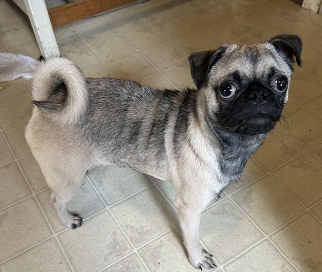Enlarge Bella, an adopted Pug in Memphis, TN image 4/4
