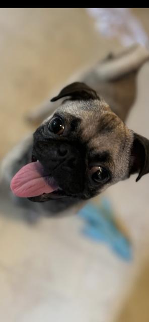 Enlarge Bella, an adopted Pug in Memphis, TN image 2/4