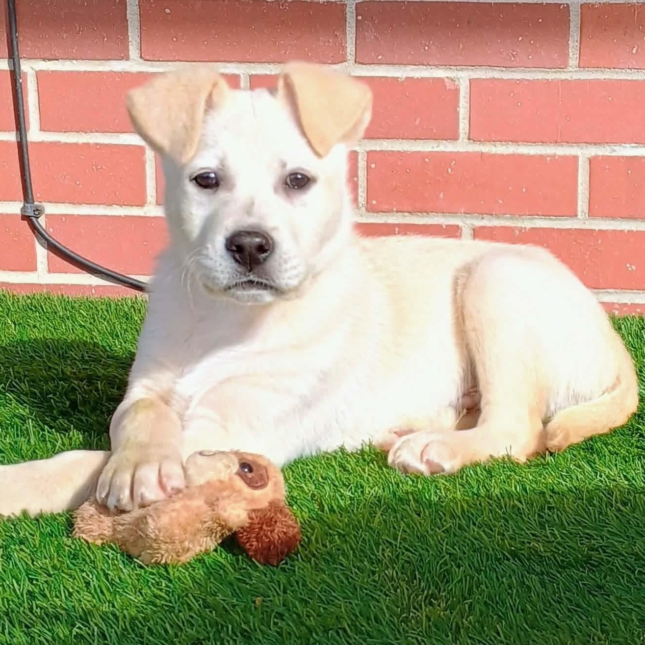 Hank, ADOPTABLE, Puppy Male Mixed Breed.