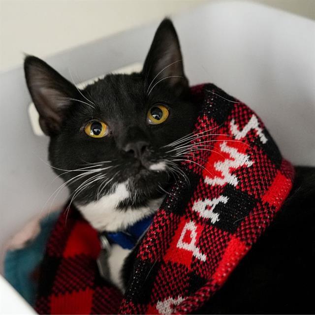 LATKE, Adoptable, Kitten Male Domestic Short Hair.