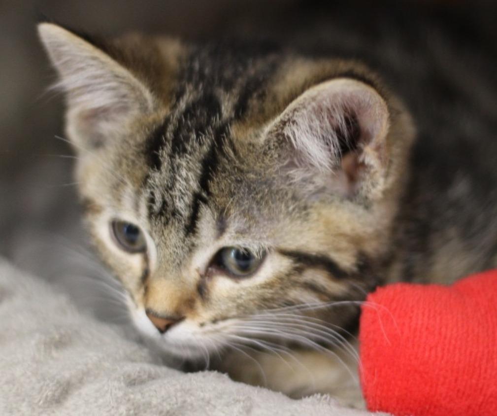 Jyn, Adoptable, Kitten Female Domestic Short Hair.