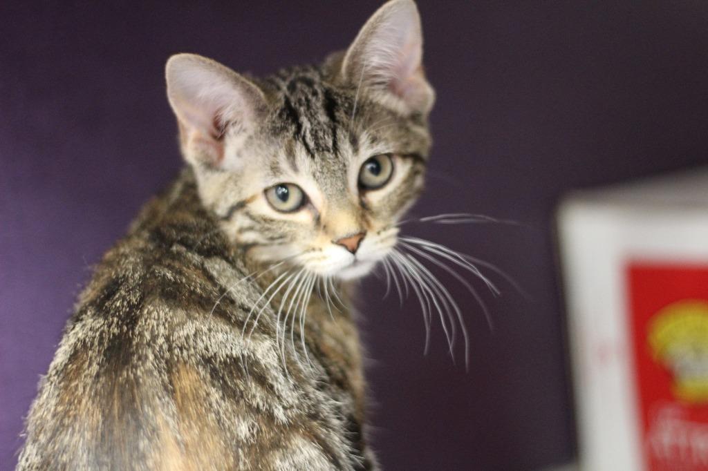Jyn, Adoptable, Kitten Female Domestic Short Hair.