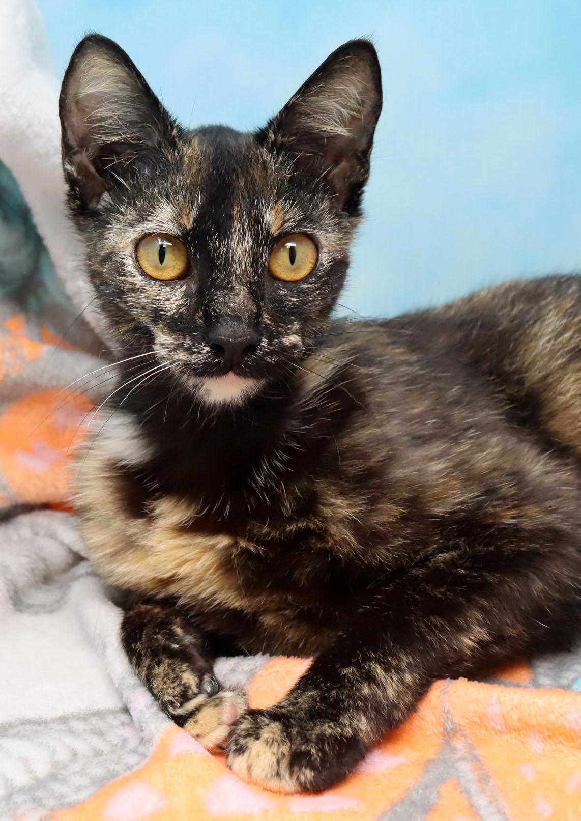 Gertie, Adoptable, Young Female Domestic Short Hair.