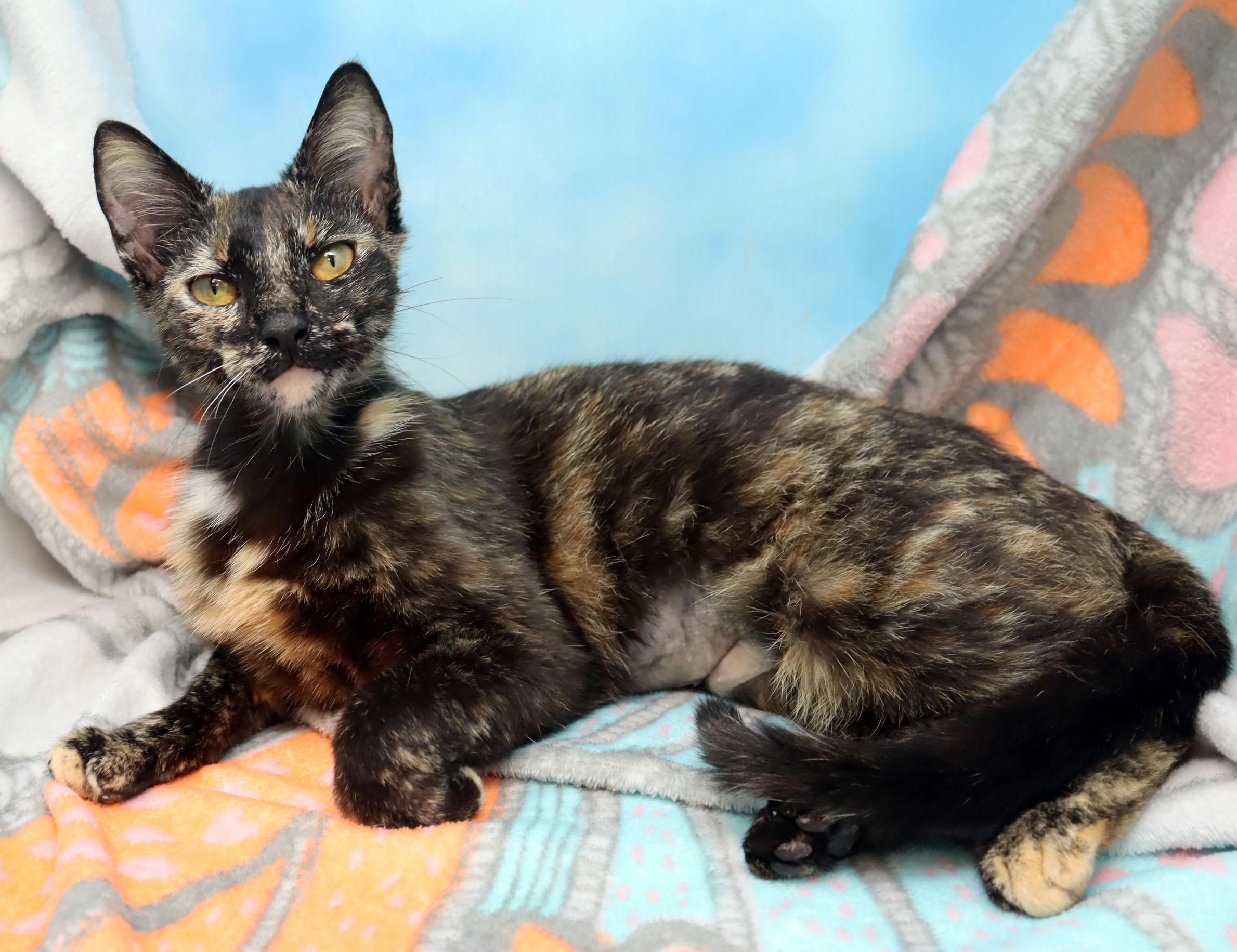 Gertie, a Adoptable Domestic Short Hair in Tierra Verde, FL image 2/3