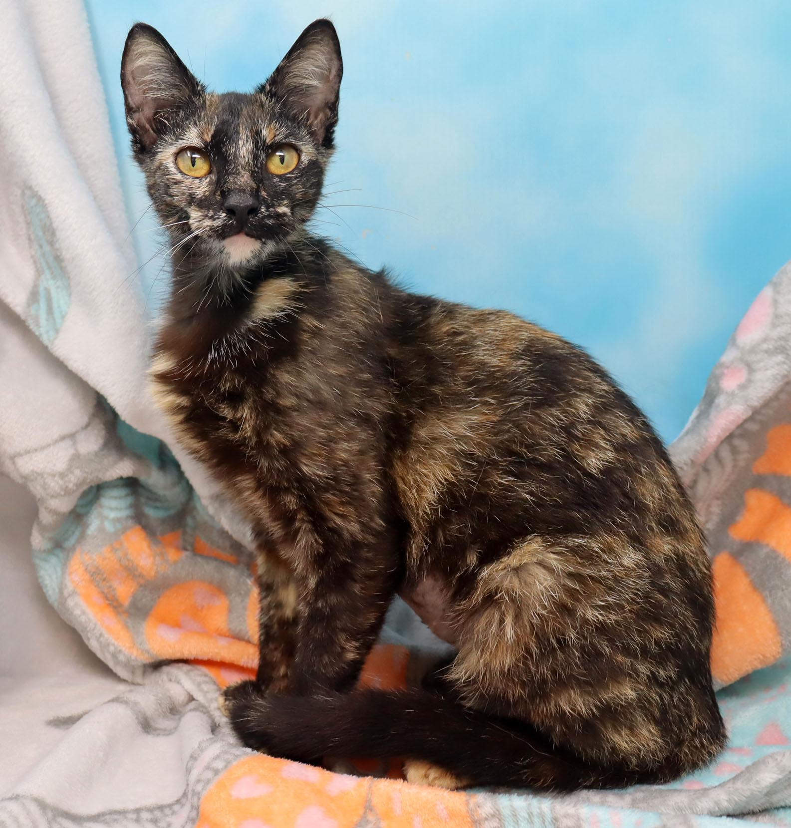 Gertie, a Adoptable Domestic Short Hair in Tierra Verde, FL image 3/3