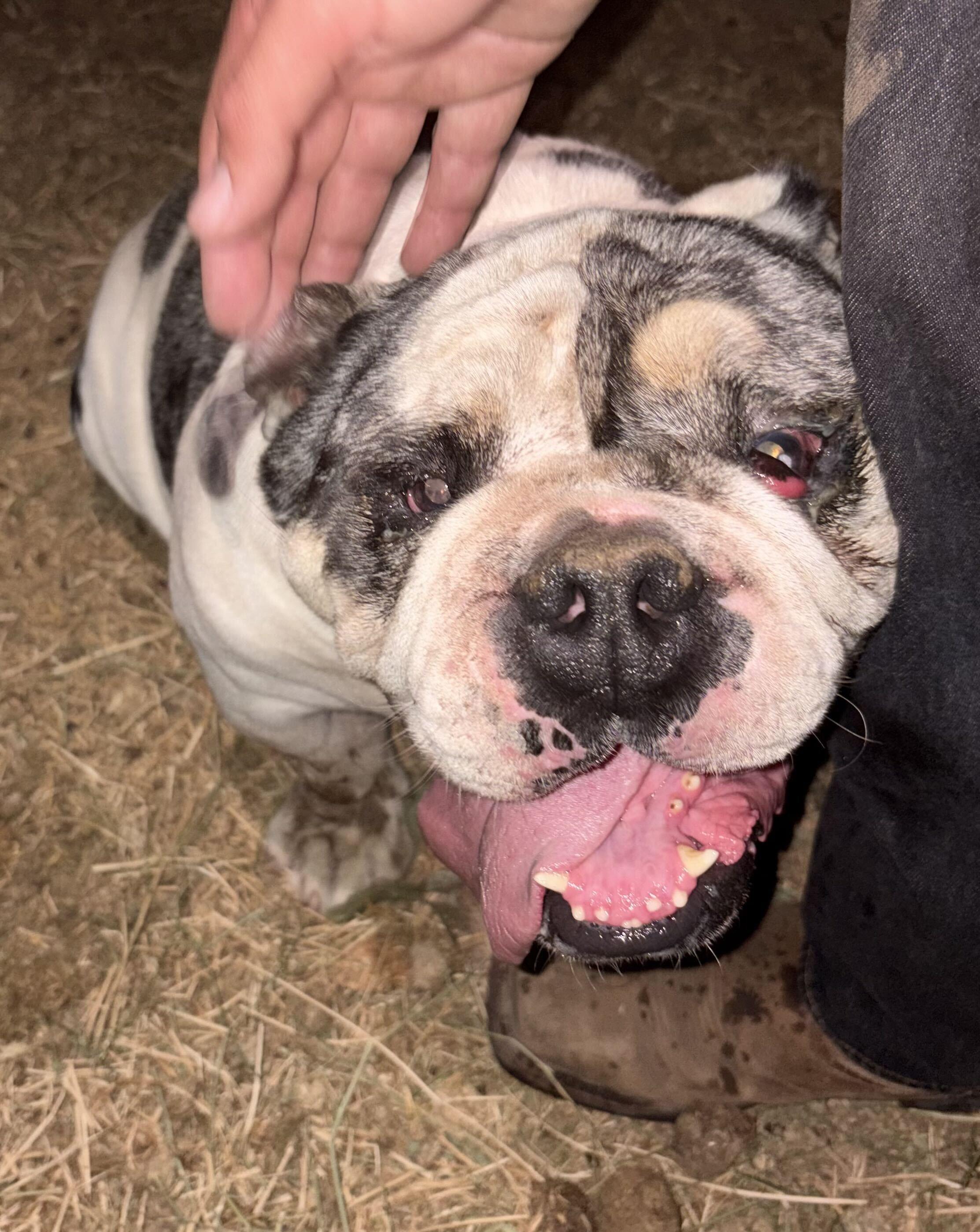 Enlarge Frank the Tank, a Adoptable English Bulldog in San Rafael, CA image 3/5