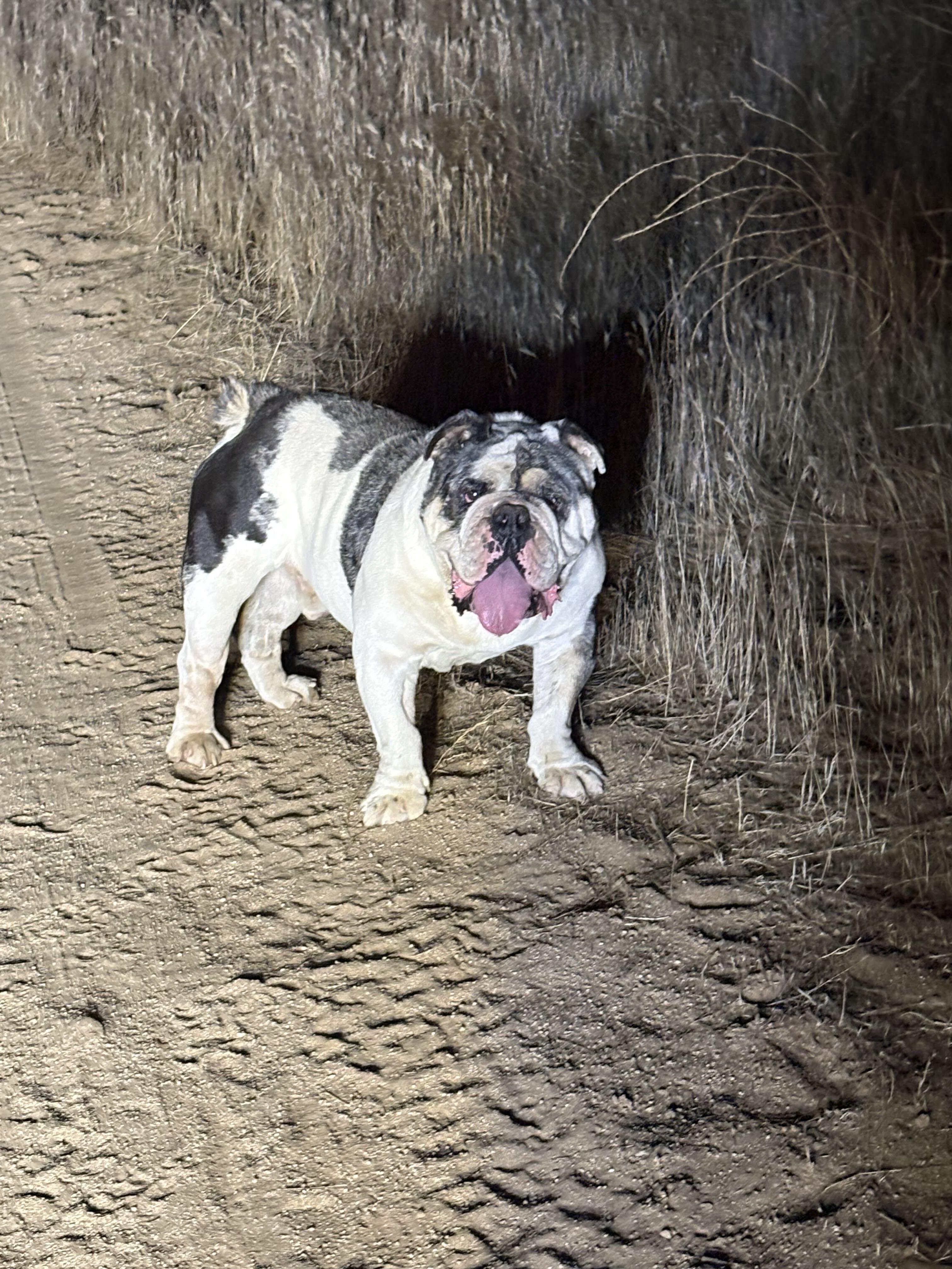 Enlarge Frank the Tank, a Adoptable English Bulldog in San Rafael, CA image 2/5