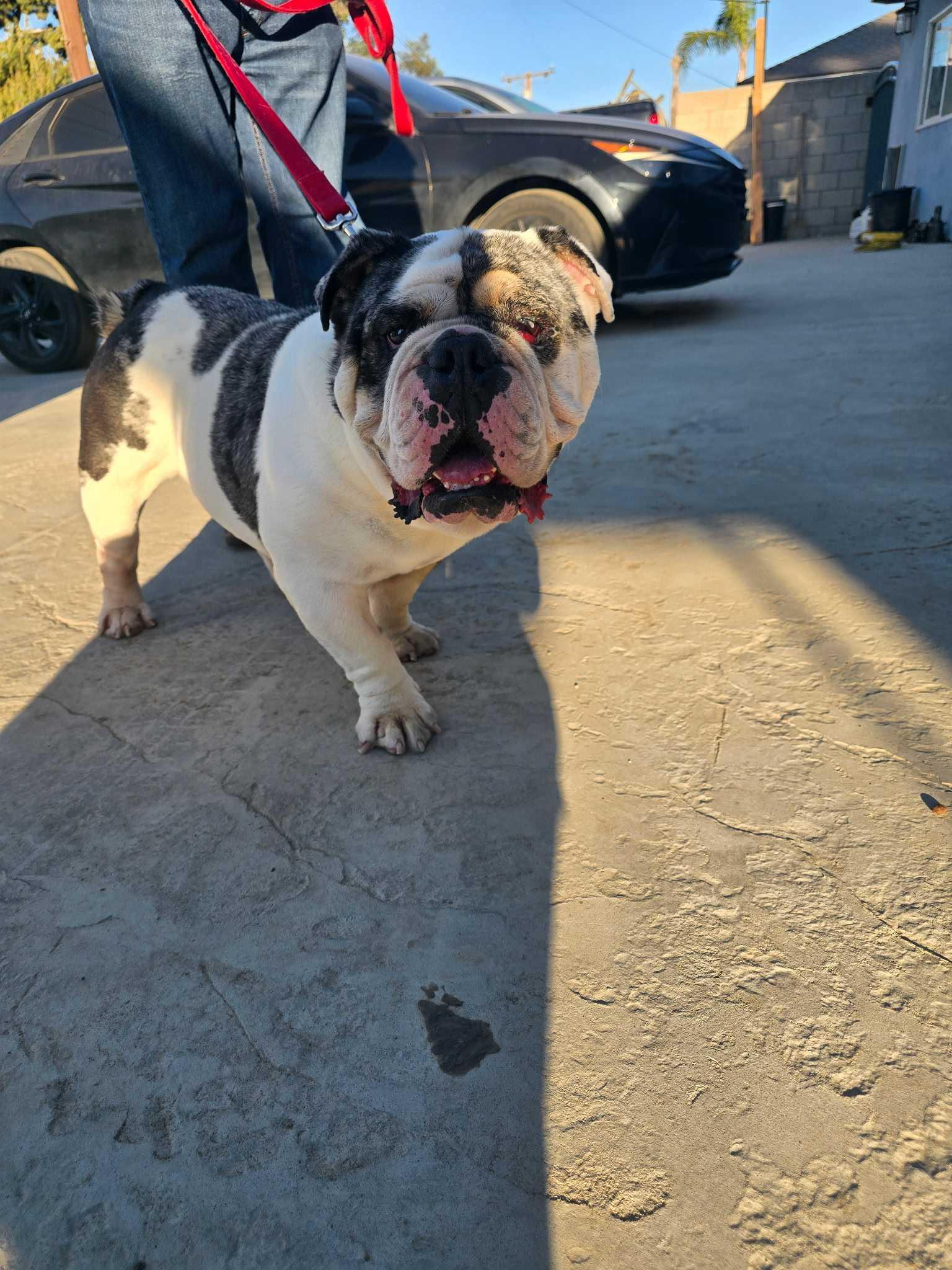 Enlarge Frank the Tank, a Adoptable English Bulldog in San Rafael, CA image 5/5