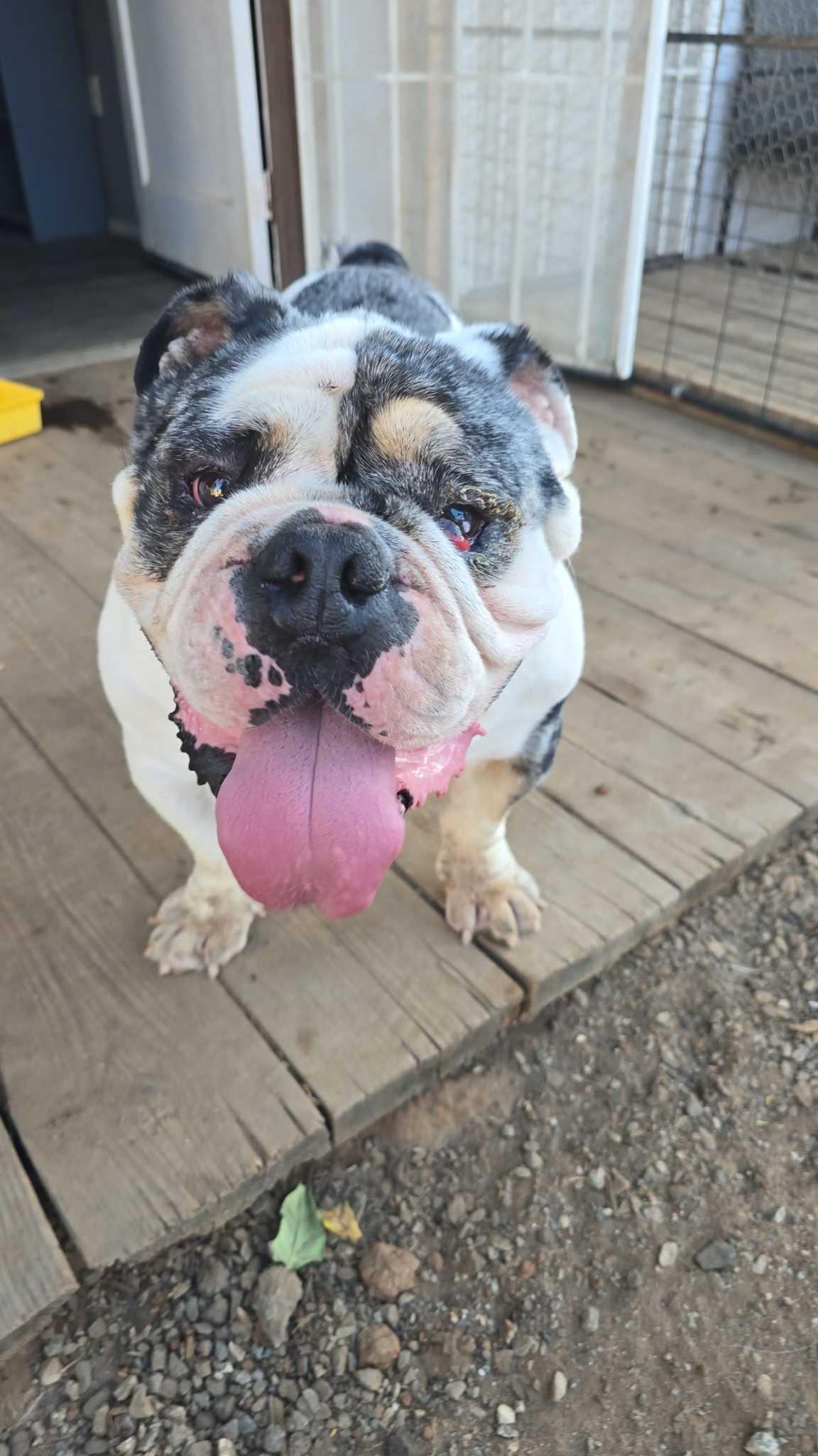 Enlarge Frank the Tank, a Adoptable English Bulldog in San Rafael, CA image 1/5