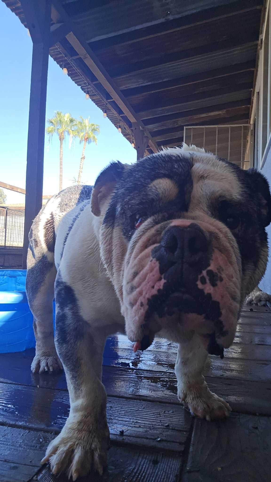 Enlarge Frank the Tank, a Adoptable English Bulldog in San Rafael, CA image 4/5