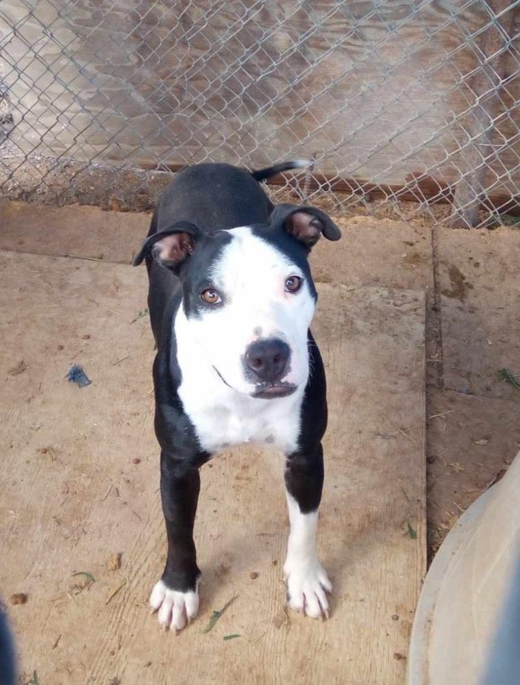 Birdie, Adoptable, Young Female Pit Bull Terrier.