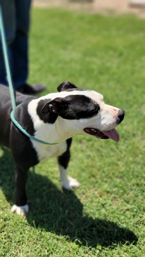 Enlarge Birdie, a Adoptable Pit Bull Terrier in Crosbyton, TX image 2/4