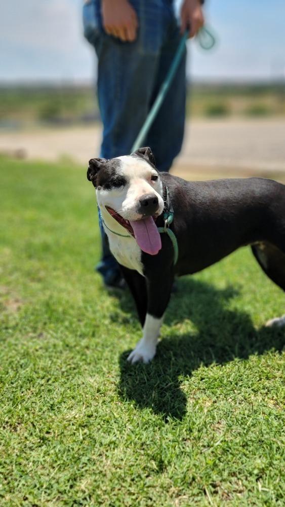 Enlarge Birdie, a Adoptable Pit Bull Terrier in Crosbyton, TX image 3/4