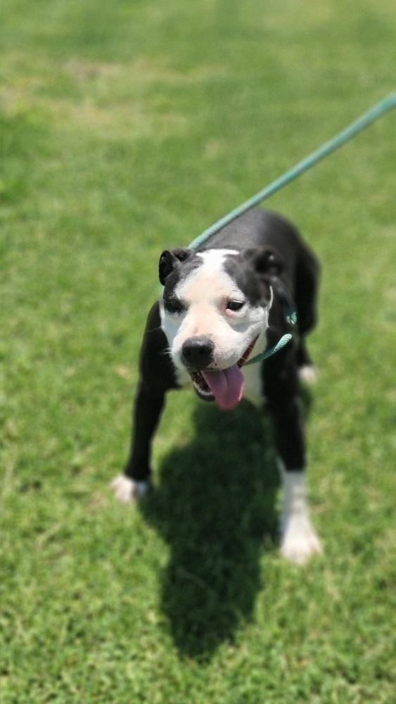 Enlarge Birdie, a Adoptable Pit Bull Terrier in Crosbyton, TX image 4/4