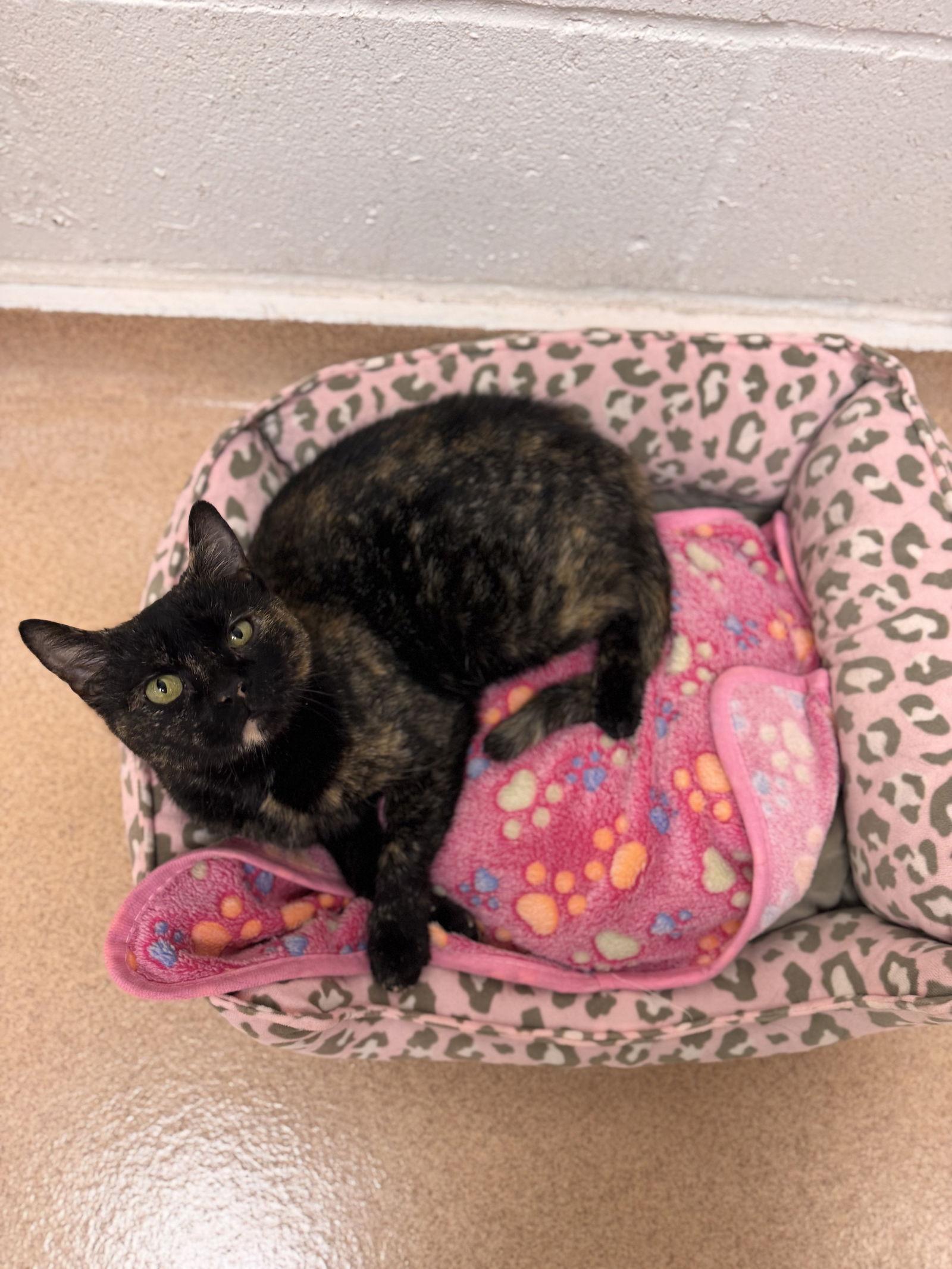 Mrs. Flowers-pending, Adoptable, Adult Female Domestic Short Hair.