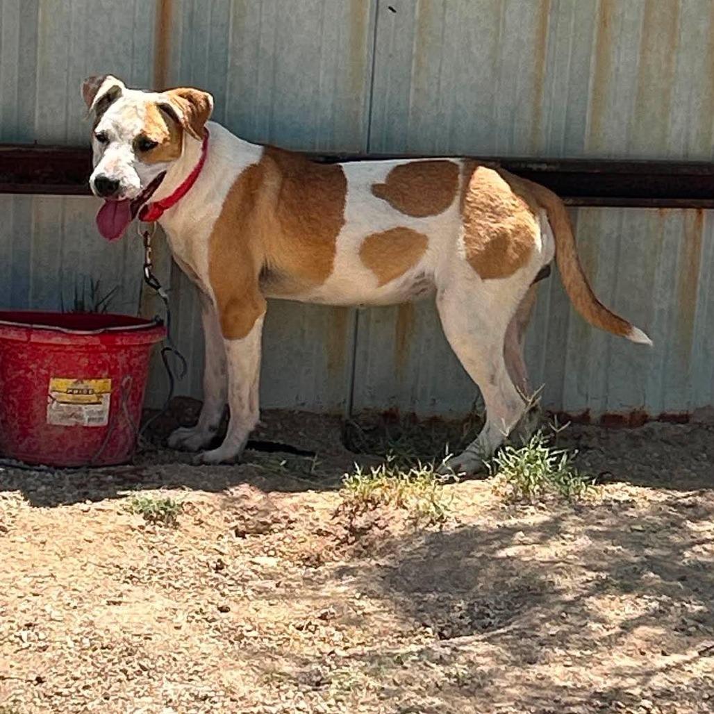 Enlarge Love, a Adoptable mixed breed in Odessa, TX image 1/2