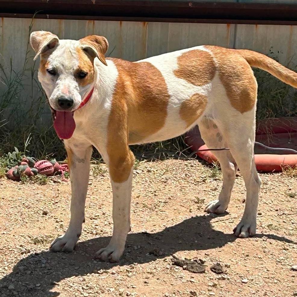 Enlarge Love, a Adoptable mixed breed in Odessa, TX image 2/2