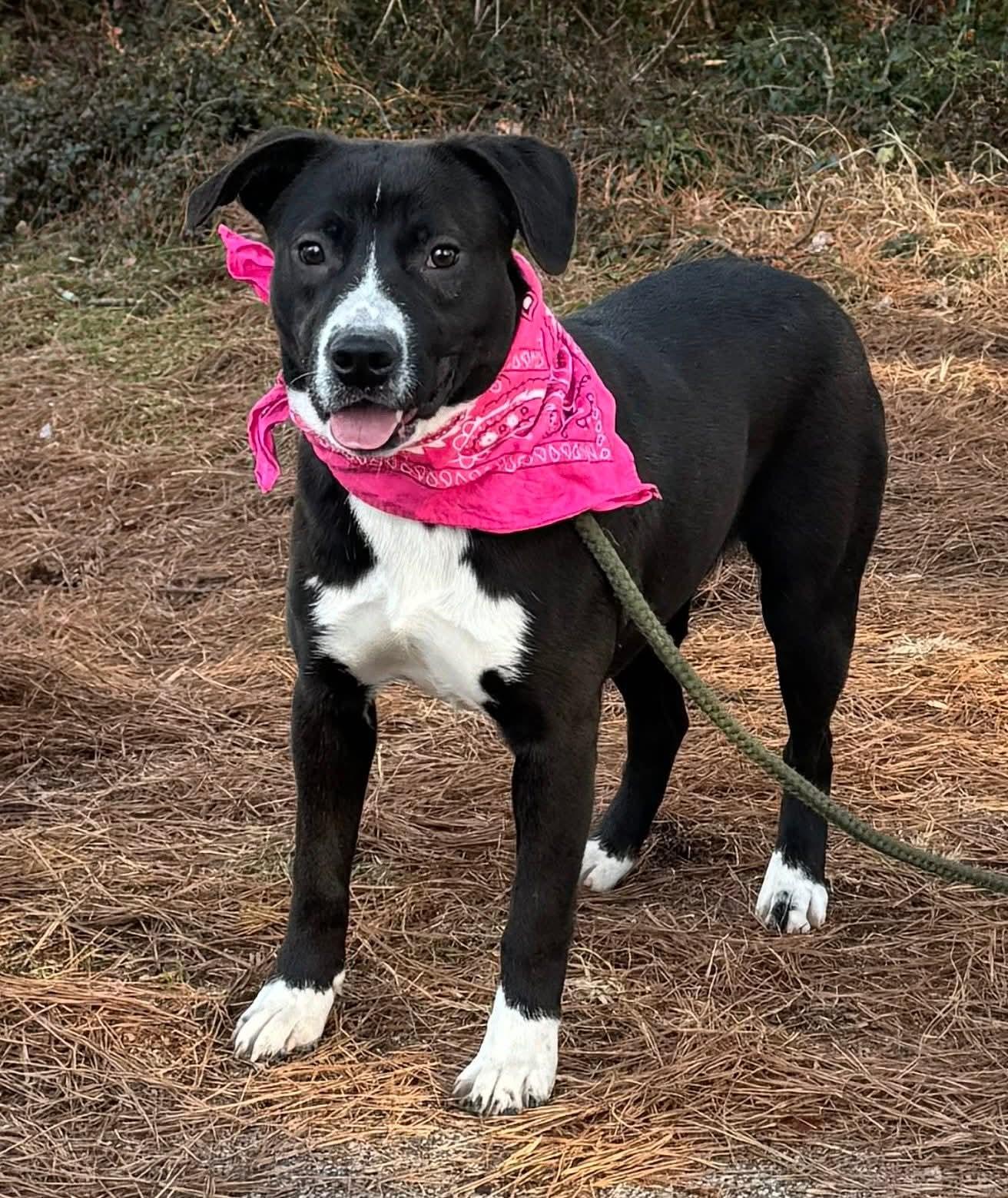 Enlarge Nadine, a ADOPTABLE Mixed Breed in Sumter, SC image 1/1