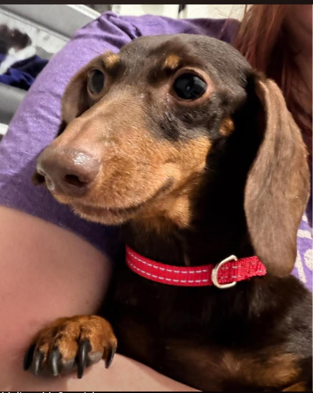 Lucy, Adopted, Adult Female Dachshund.
