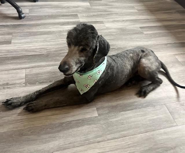 ROOSTER, Adoptable, Adult Male Poodle & Labrador Retriever.