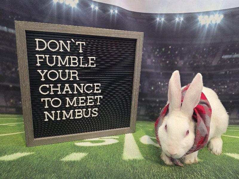 Nimbus, Adoptable, Young Male Florida White.