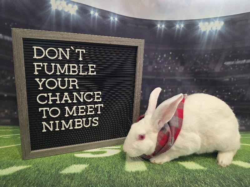 Enlarge Nimbus, a Adoptable Florida White in Columbus, OH image 2/2
