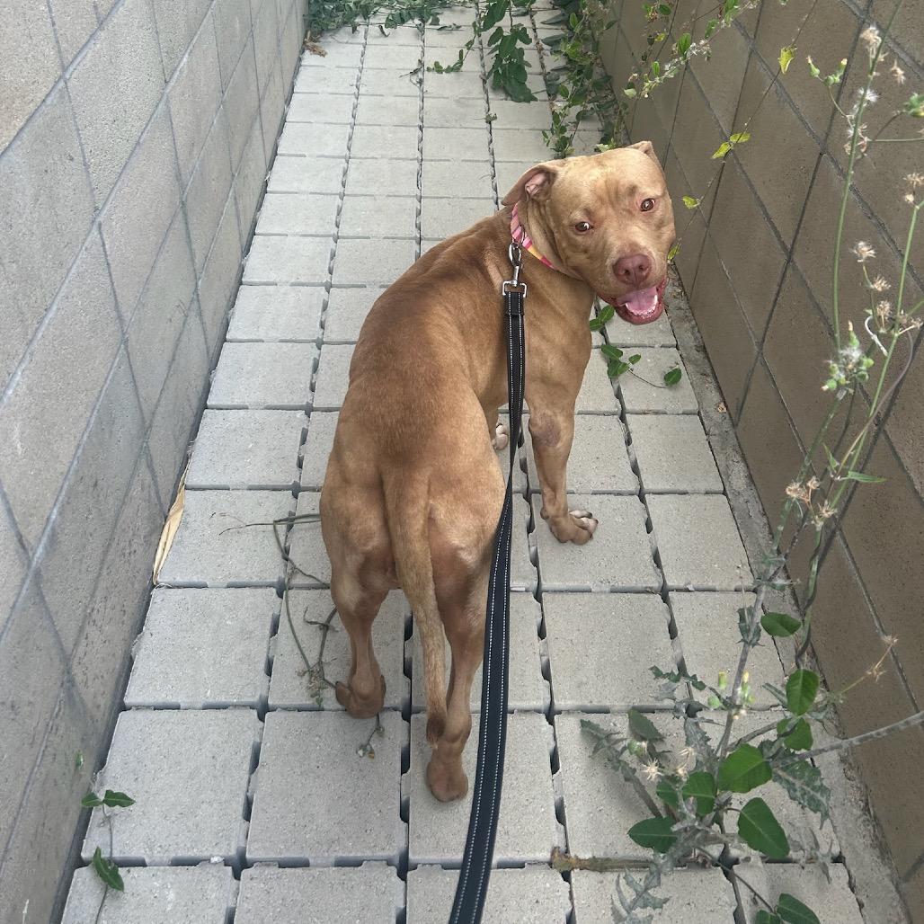 Enlarge Honey, a Adoptable American Staffordshire Terrier in Los Angeles, CA image 1/4