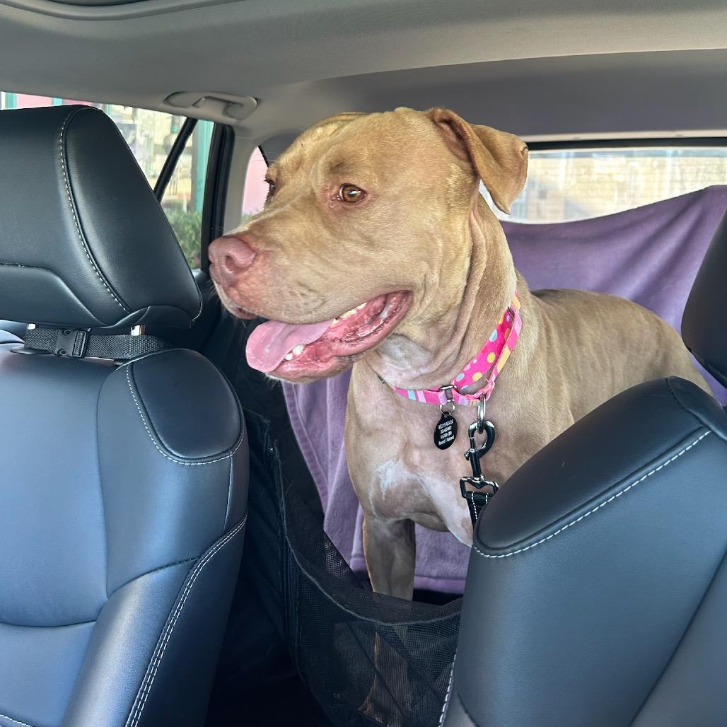 Enlarge Honey, a Adoptable American Staffordshire Terrier in Los Angeles, CA image 2/4