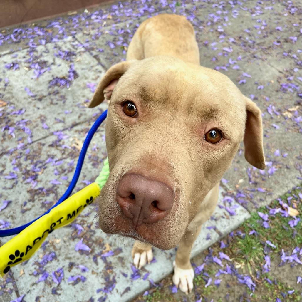Enlarge Honey, a Adoptable American Staffordshire Terrier in Los Angeles, CA image 3/4