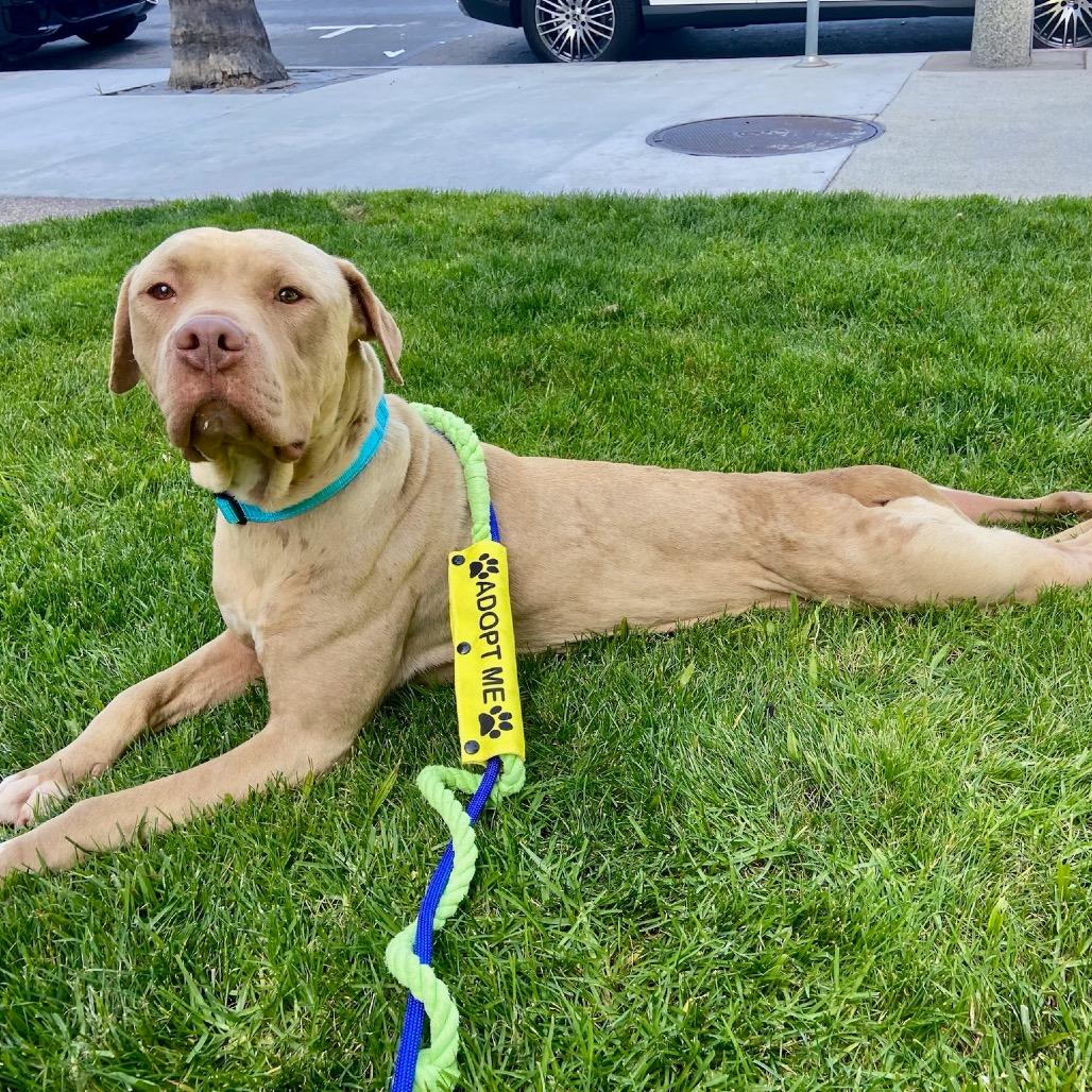 Enlarge Honey, a Adoptable American Staffordshire Terrier in Los Angeles, CA image 4/4