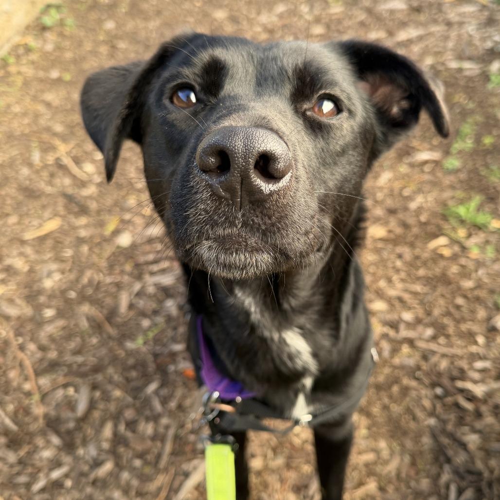 Enlarge Beth, a Adoptable mixed breed in Falls Church, VA image 1/6
