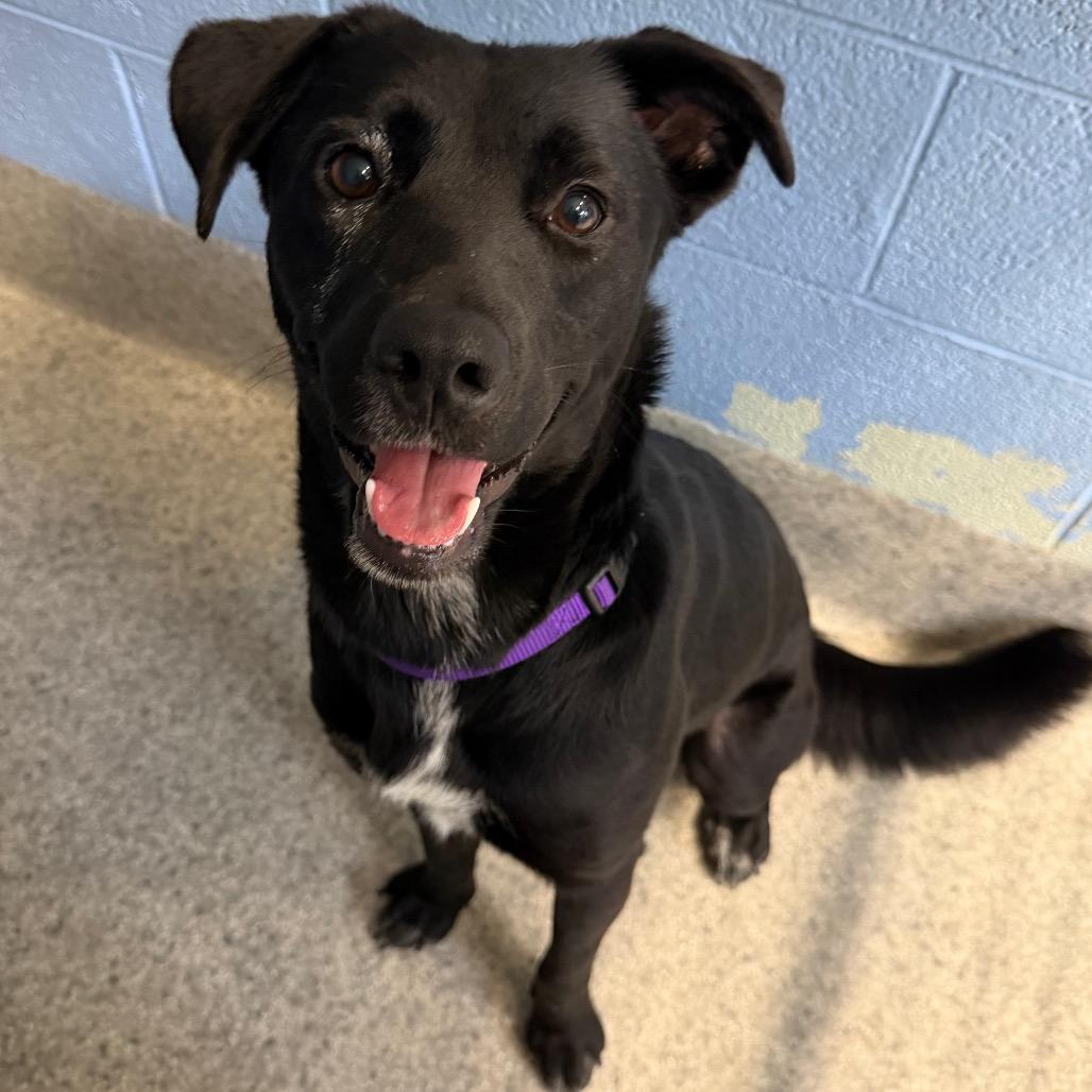 Enlarge Beth, a Adoptable mixed breed in Falls Church, VA image 2/6