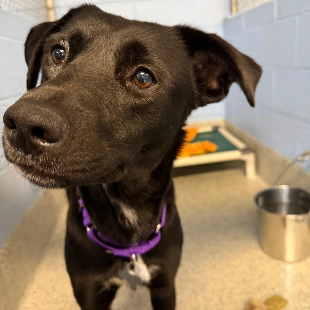 Enlarge Beth, a Adoptable mixed breed in Falls Church, VA image 3/6