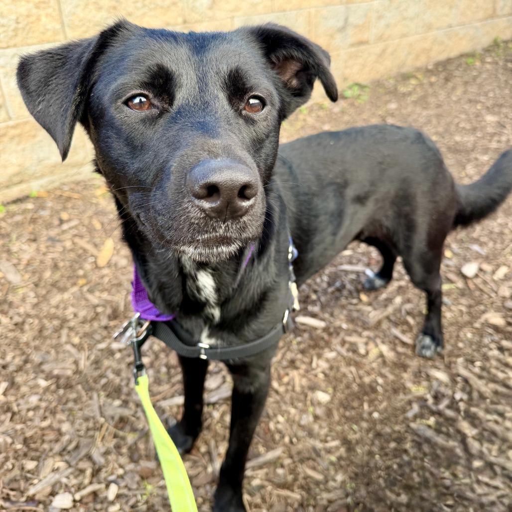 Enlarge Beth, a Adoptable mixed breed in Falls Church, VA image 4/6