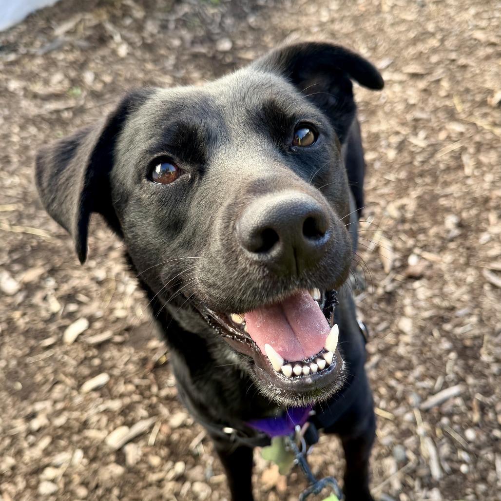 Enlarge Beth, a Adoptable mixed breed in Falls Church, VA image 5/6