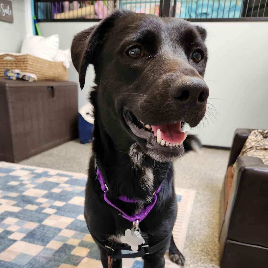 Enlarge Beth, a Adoptable mixed breed in Falls Church, VA image 6/6