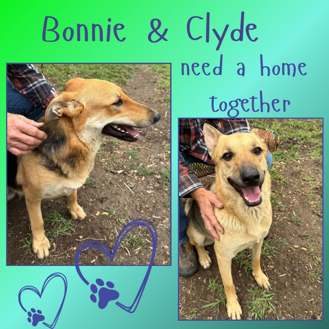 Bonnie & Clyde (courtesy post)