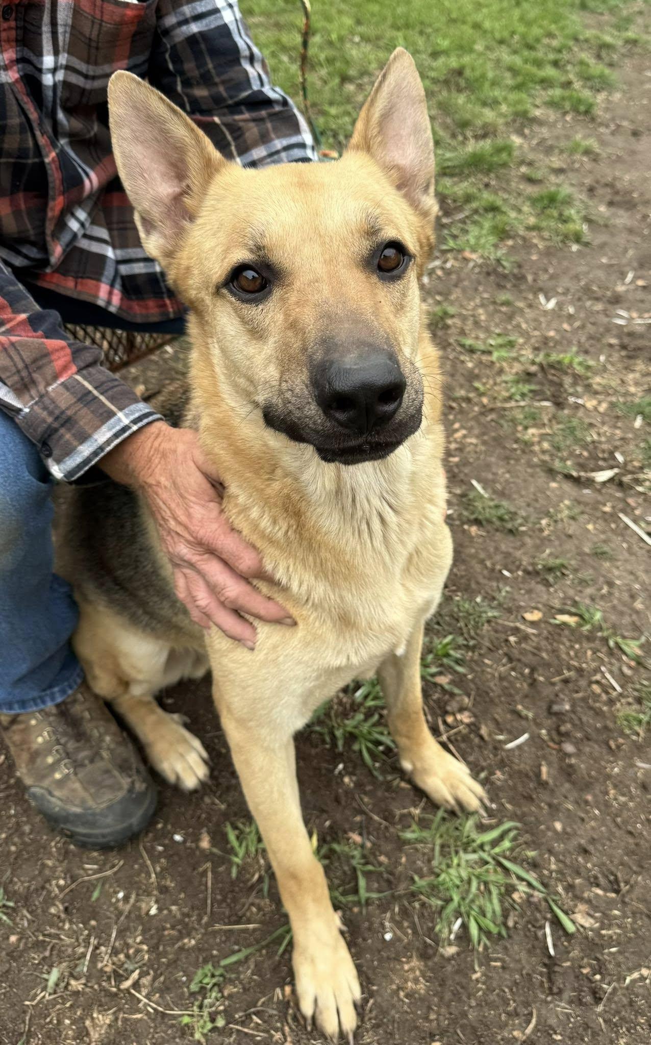Enlarge Bonnie & Clyde (courtesy post), a Adoptable mixed breed in Georgetown, TX image 3/5