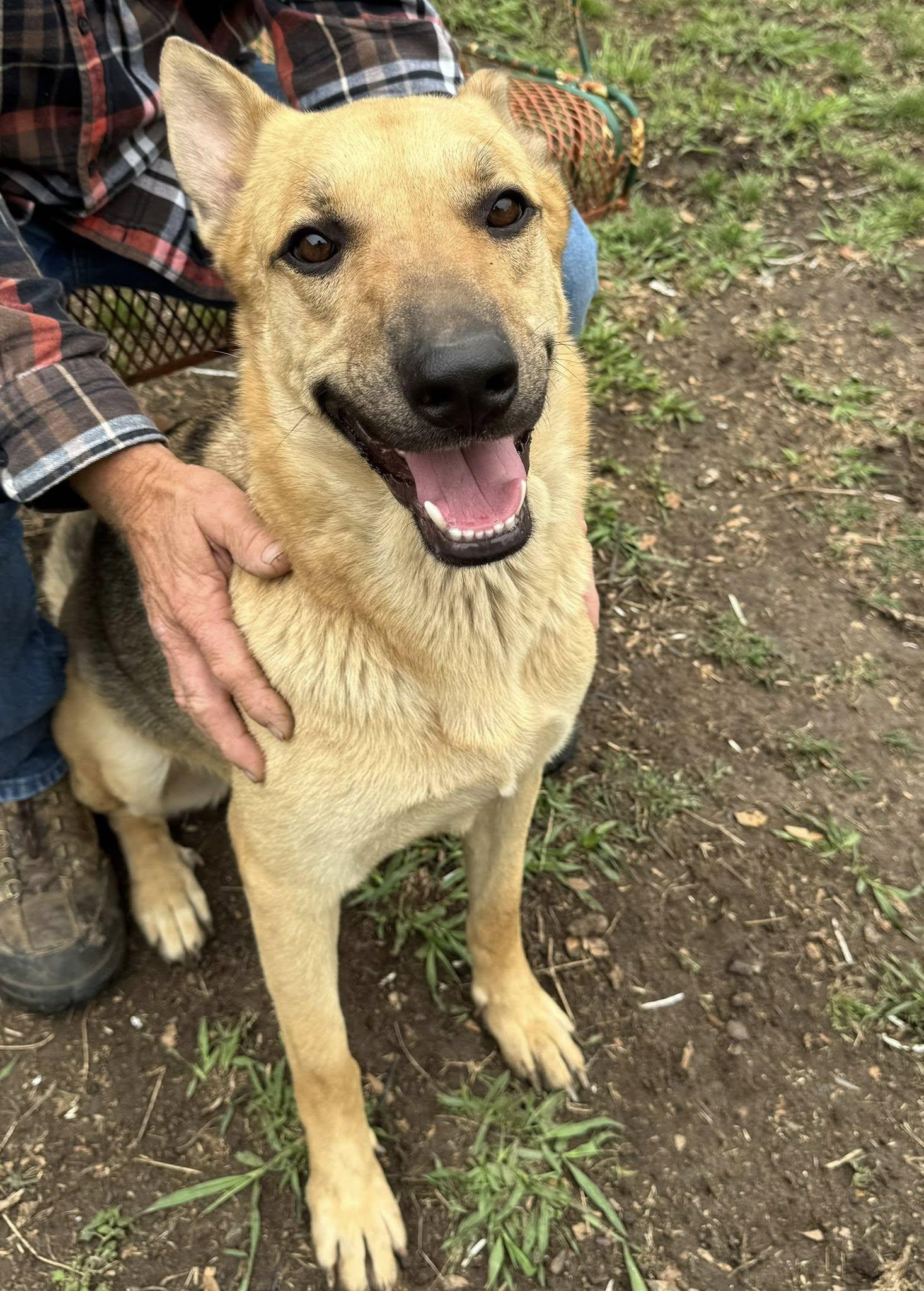 Enlarge Bonnie & Clyde (courtesy post), a Adoptable mixed breed in Georgetown, TX image 4/5