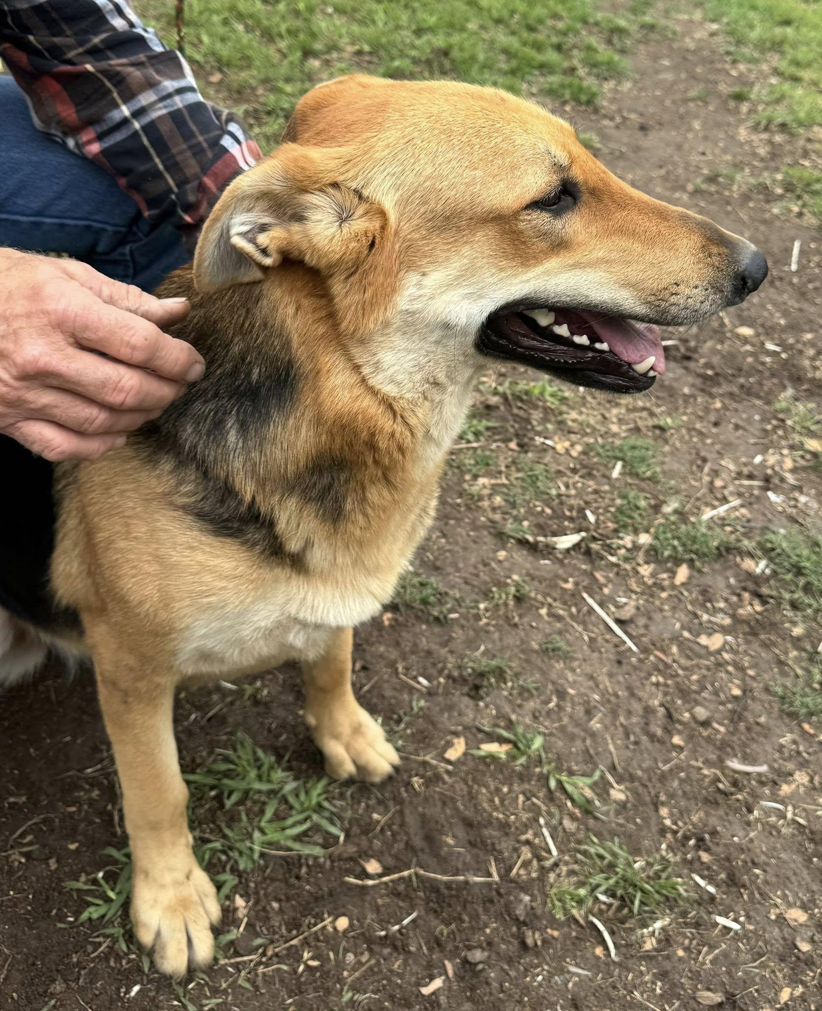 Enlarge Bonnie & Clyde (courtesy post), a Adoptable mixed breed in Georgetown, TX image 5/5