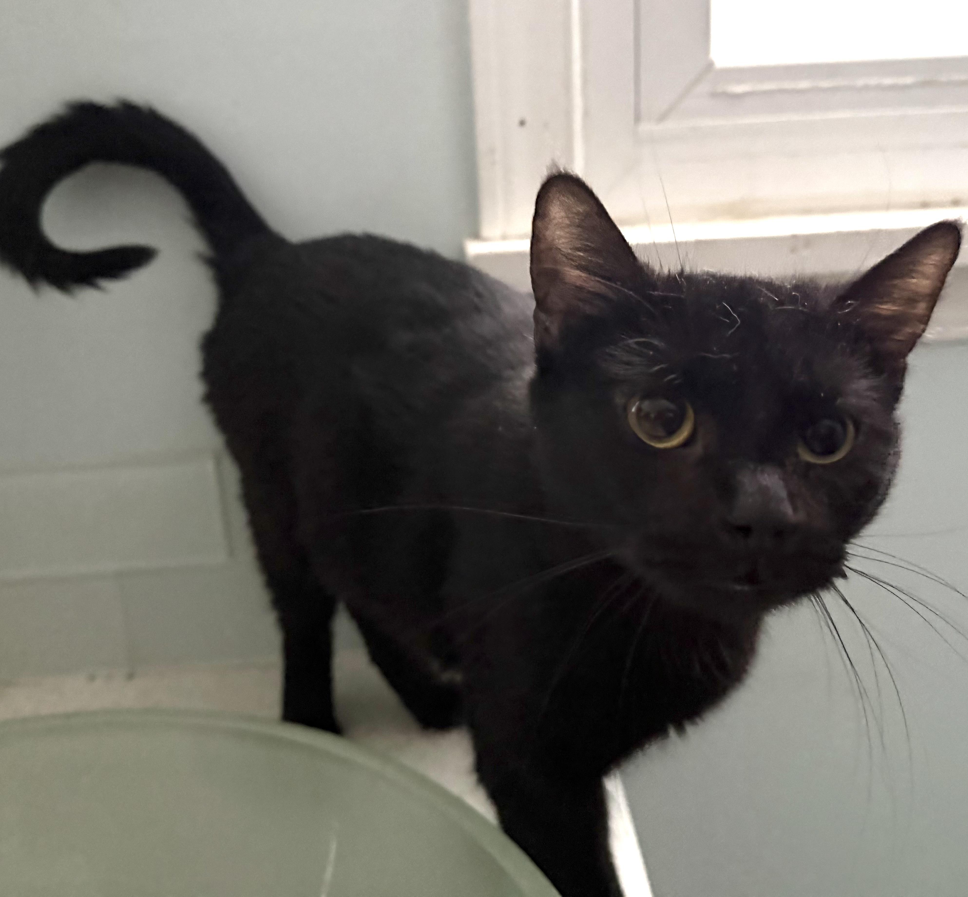 Rain, adopted, Adult Female Domestic Short Hair.