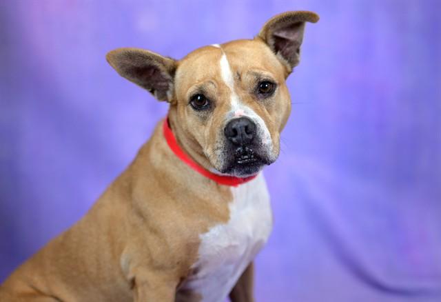 Enlarge SANDY, a Adoptable mixed breed in Fort Lauderdale, FL image 1/1