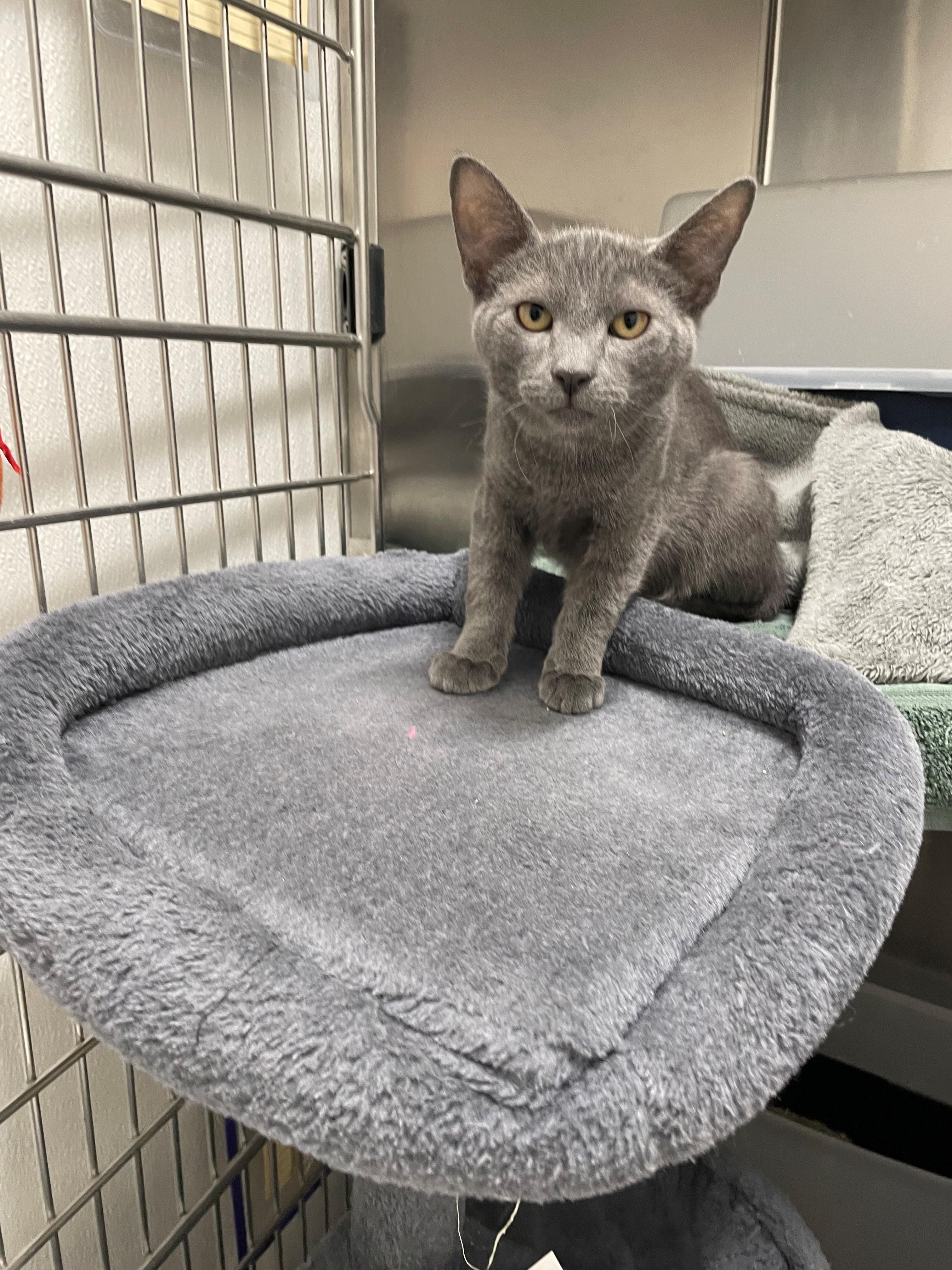 Yoda Tag 963, Adopted, Kitten Male Domestic Short Hair.