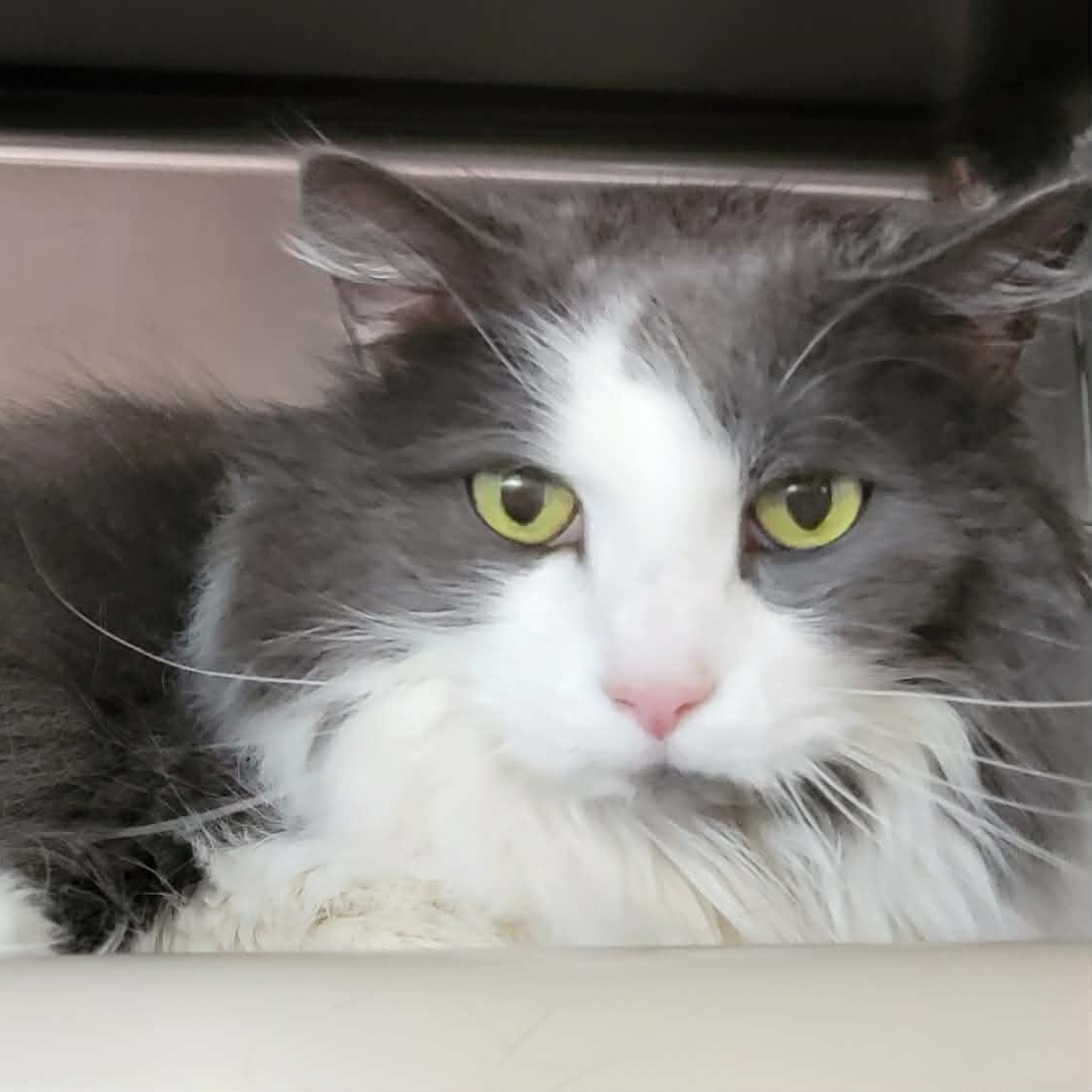 Sailor , adopted, Adult Female Domestic Short Hair.