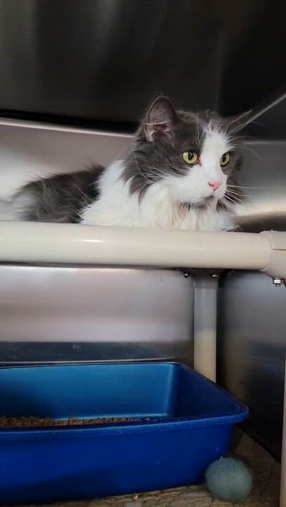 Enlarge Sailor , an adopted Domestic Short Hair in Myrtle Beach, SC video 3/3