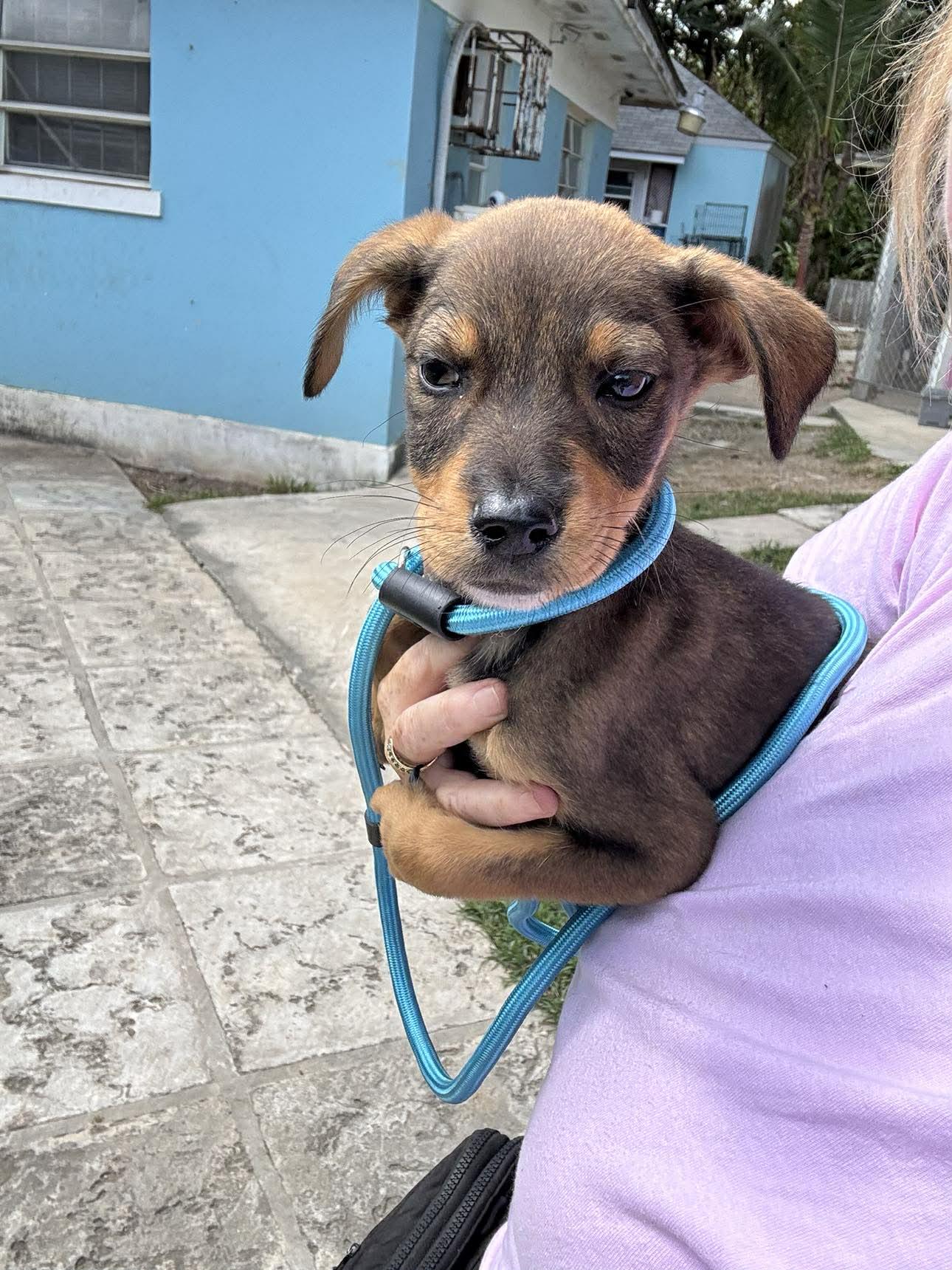 Cadence (20260219-09), adopted, Puppy Female Mixed Breed.